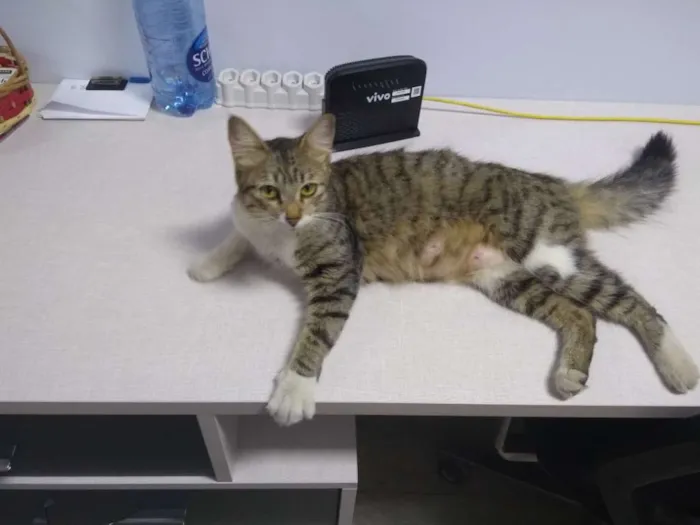 Gato ra a  idade 2 a 6 meses nome Linda