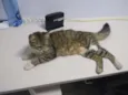 Linda