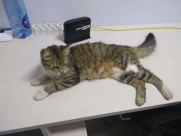 Gato ra a  idade 2 a 6 meses nome Linda