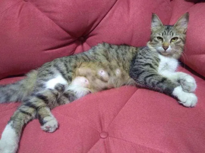 Gato ra a  idade 2 a 6 meses nome Linda