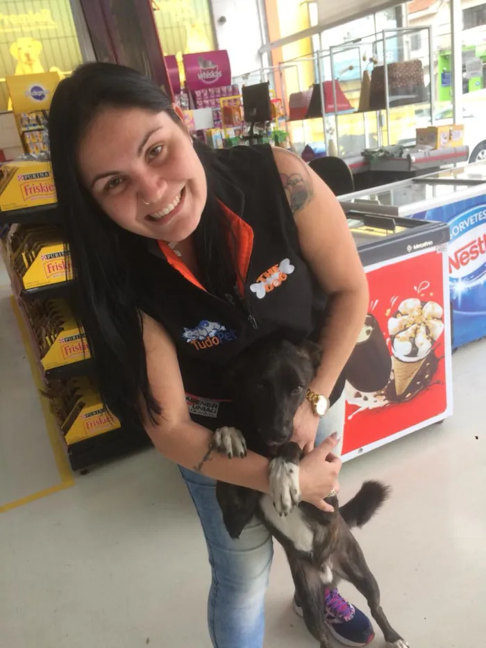 Cachorro ra a Vira lata  idade 1 ano nome Rachado