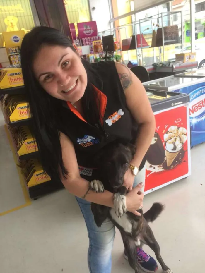 Cachorro ra a Vira lata  idade 1 ano nome Rajado