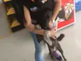 Rajado