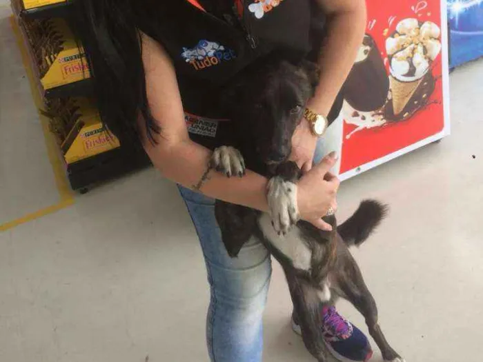 Cachorro ra a Vira lata  idade 1 ano nome Rajado