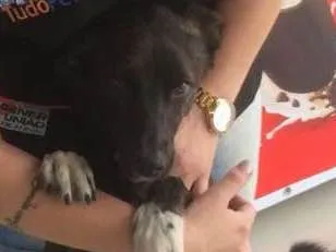 Cachorro ra a Vira lata  idade 1 ano nome Rajado