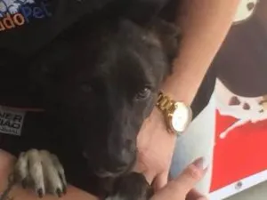 Cachorro raça Vira lata  idade 1 ano nome Rachado