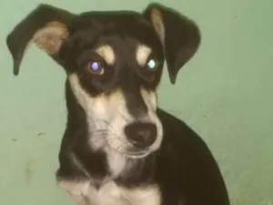 Cachorro raça Vira lata idade 7 a 11 meses nome Patricinha