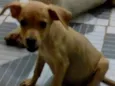 Simba