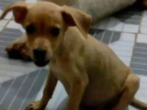 Cachorro raça SRD idade 2 a 6 meses nome Simba