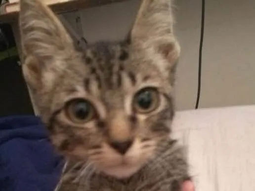 Gato ra a SRD idade 2 a 6 meses nome Gatinha