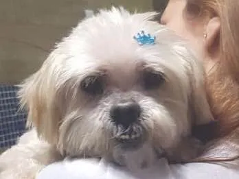 Cachorro ra a Lhasa apso idade 6 ou mais anos nome Duque
