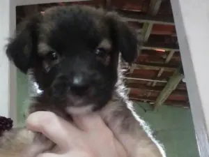 Cachorro raça Srd idade Abaixo de 2 meses nome Sem nome