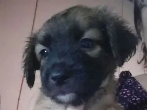 Cachorro raça Srd idade Abaixo de 2 meses nome Sem nome