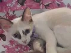 Gato raça Siamês idade 2 a 6 meses nome Mingau