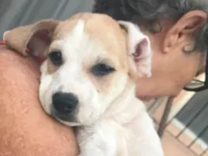 Cachorro raça  idade Abaixo de 2 meses nome Toby