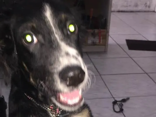 Cachorro ra a indefinida idade 7 a 11 meses nome shakira