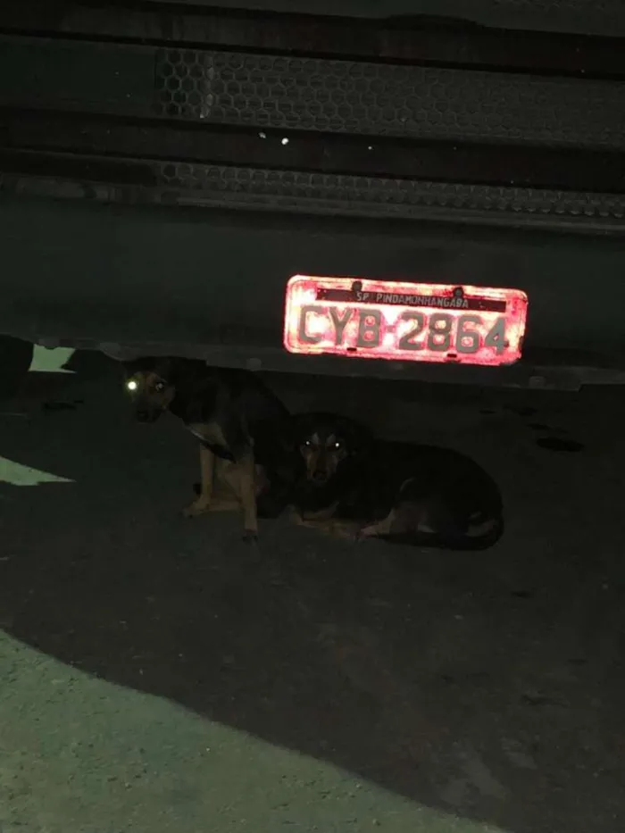 Cachorro ra a Basse idade 1 ano nome Indefinido