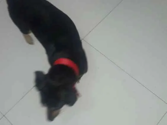 Cachorro ra a Basse idade 1 ano nome Indefinido