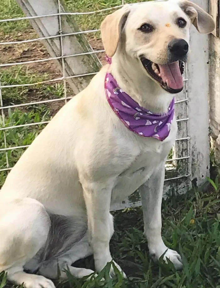 Cachorro ra a Mestiça Labrador  idade 7 a 11 meses nome CANDY 