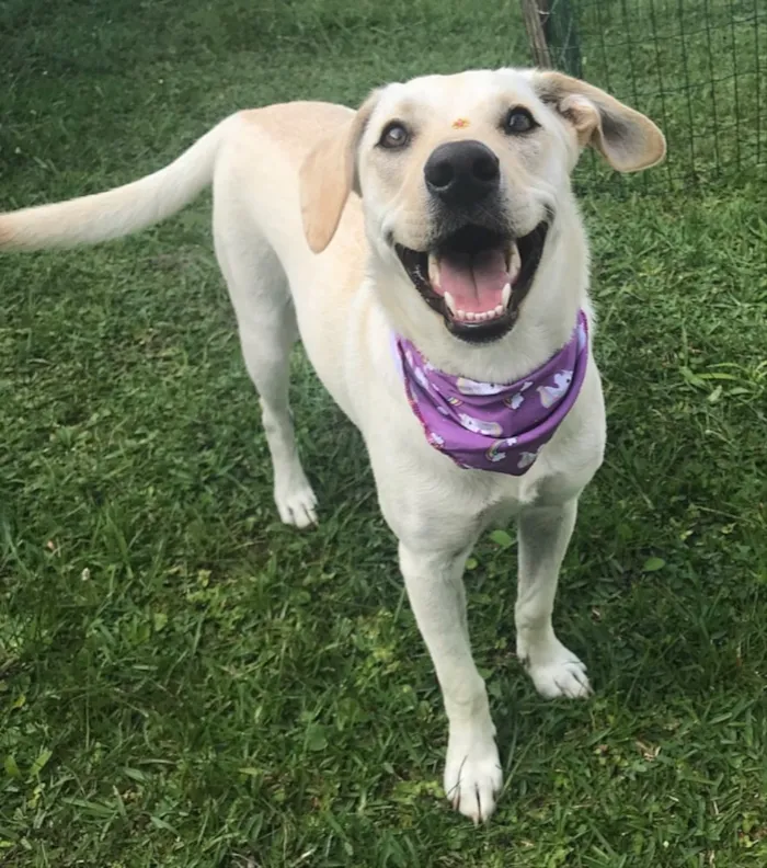 Cachorro ra a Mestiça Labrador  idade 7 a 11 meses nome CANDY 