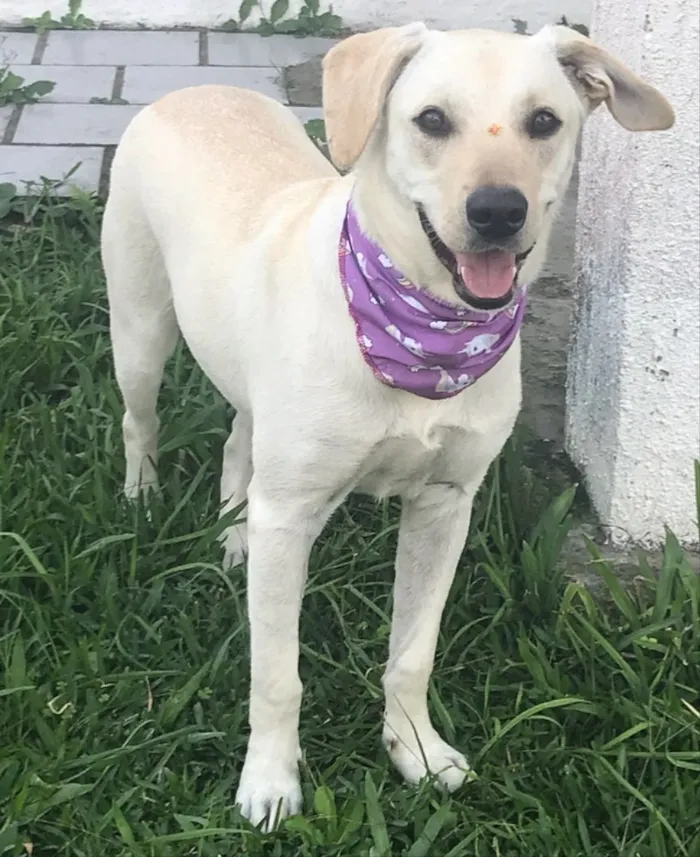 Cachorro ra a Mestiça Labrador  idade 7 a 11 meses nome CANDY 