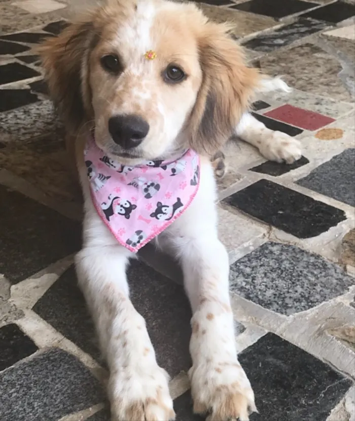 Cachorro ra a Mestiça Cocker idade 2 a 6 meses nome YUMI