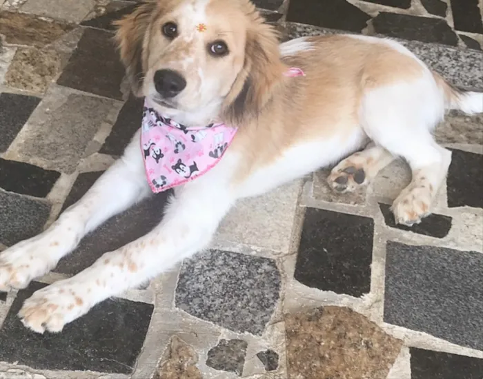 Cachorro ra a Mestiça Cocker idade 2 a 6 meses nome YUMI