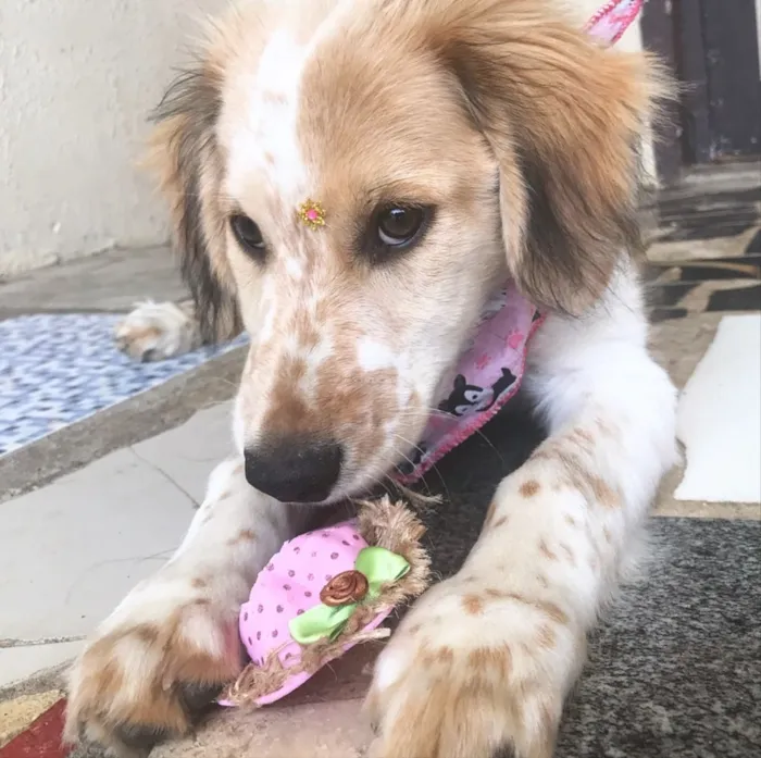 Cachorro ra a Mestiça Cocker idade 2 a 6 meses nome YUMI