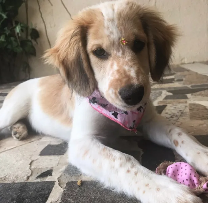 Cachorro ra a Mestiça Cocker idade 2 a 6 meses nome YUMI