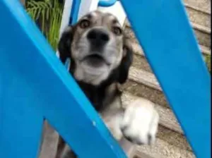Cachorro raça VIRA LATA idade 5 anos nome MENINO