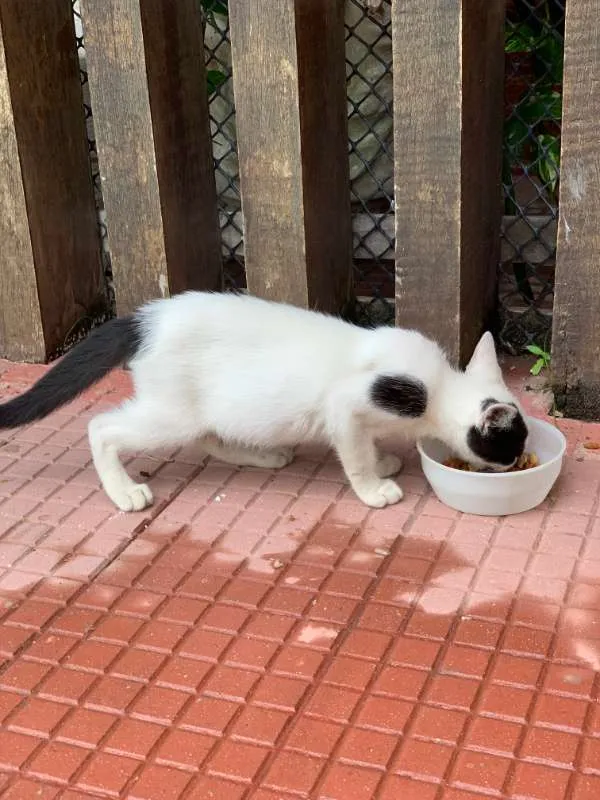 Gato ra a SRD idade 2 a 6 meses nome Thor