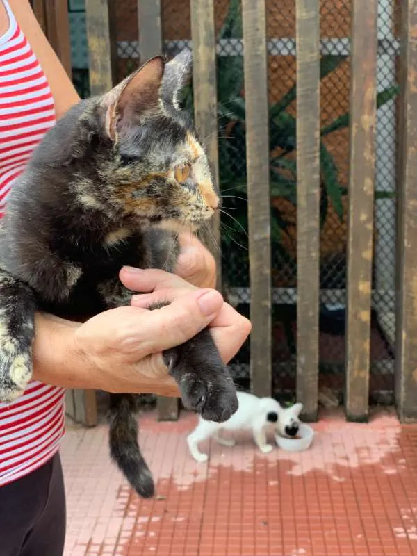 Gato ra a Escaminha idade 2 a 6 meses nome Clarisse