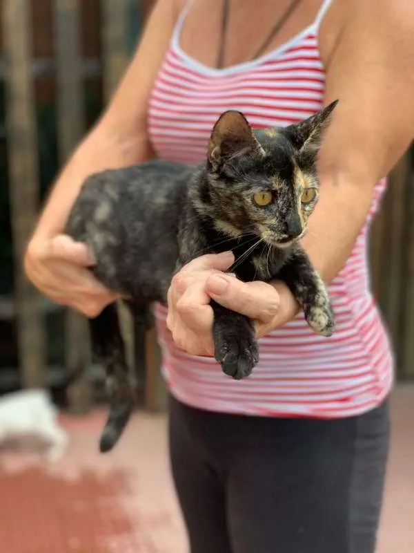 Gato ra a Escaminha idade 2 a 6 meses nome Clarisse