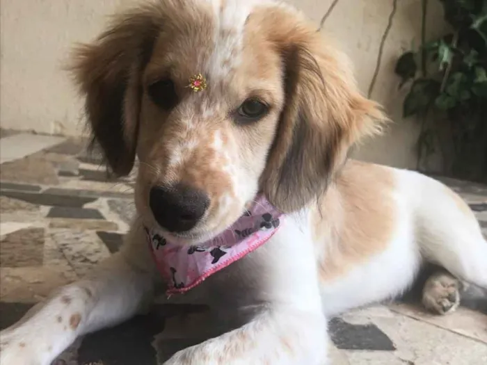 Cachorro ra a Mestiça Cocker idade 2 a 6 meses nome YUMI