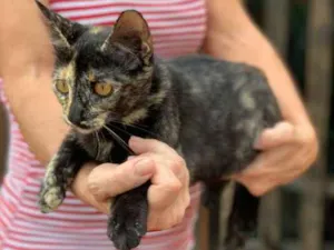 Gato raça Escaminha idade 2 a 6 meses nome Clarisse