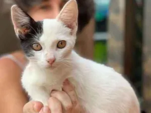 Gato raça SRD idade 2 a 6 meses nome Thor