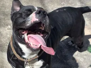 Cachorro raça Pitbull idade 4 anos nome Jack 