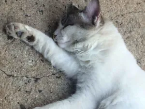 Gato raça Siamês  idade Abaixo de 2 meses nome Pudim 