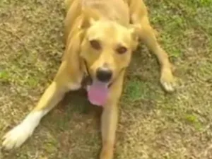 Cachorro raça SRD idade 3 anos nome Bob