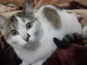 Gato raça  idade  nome Sem nome