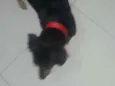 Indefinido