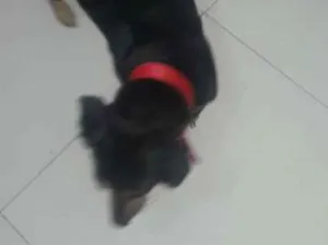 Cachorro raça Basse idade 1 ano nome Indefinido