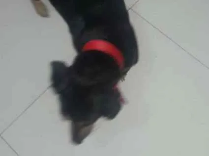 Cachorro ra a Basse idade 1 ano nome Indefinido
