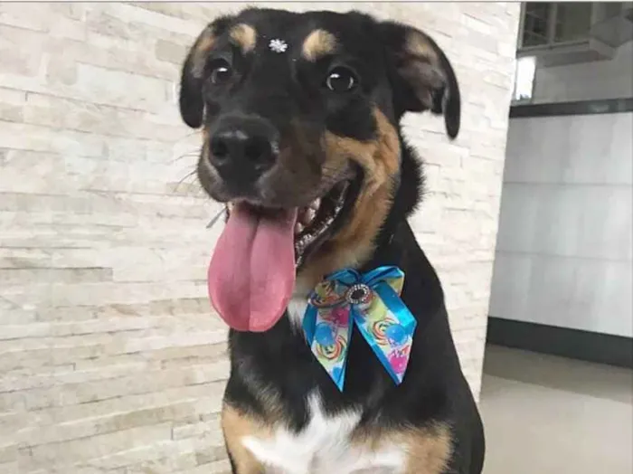 Cachorro ra a Sem Raça definida  idade 1 ano nome PRETINHA 