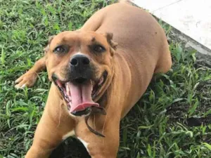 Cachorro raça Mix Boxer / Pitbull  idade 2 anos nome ZEUS 