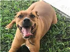 Cachorro raça Mix Boxer / Pitbull  idade 2 anos nome ZEUS 