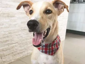 Cachorro raça Sem raça Definida  idade 7 a 11 meses nome MAX