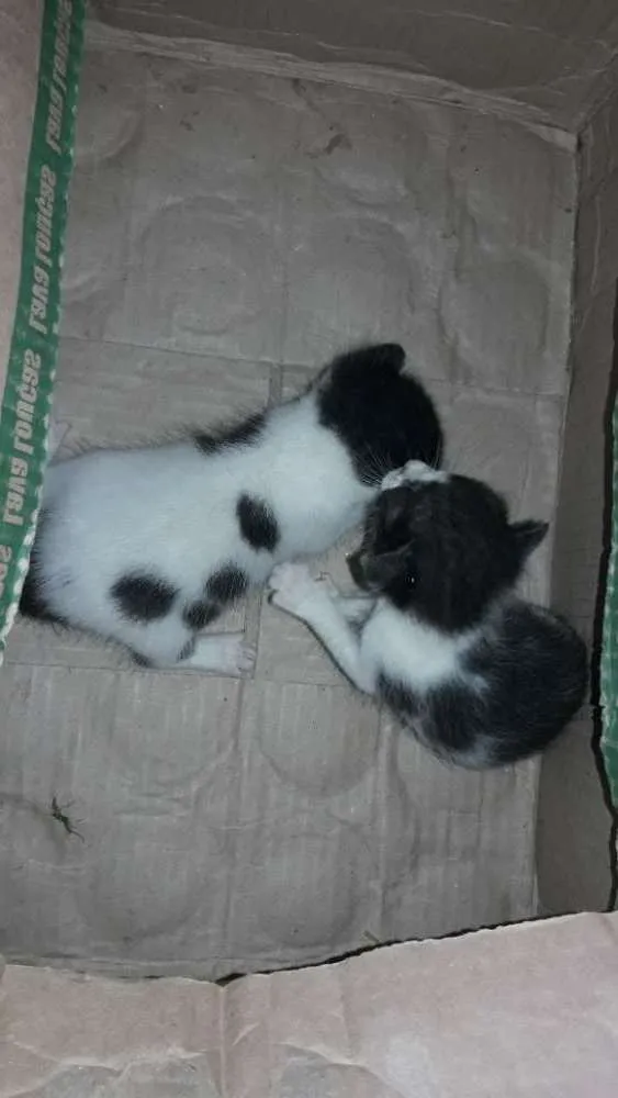 Gato raça Srd idade Abaixo de 2 meses nome Sem nome filhote