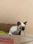 Cléo