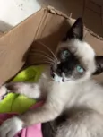 Cléo